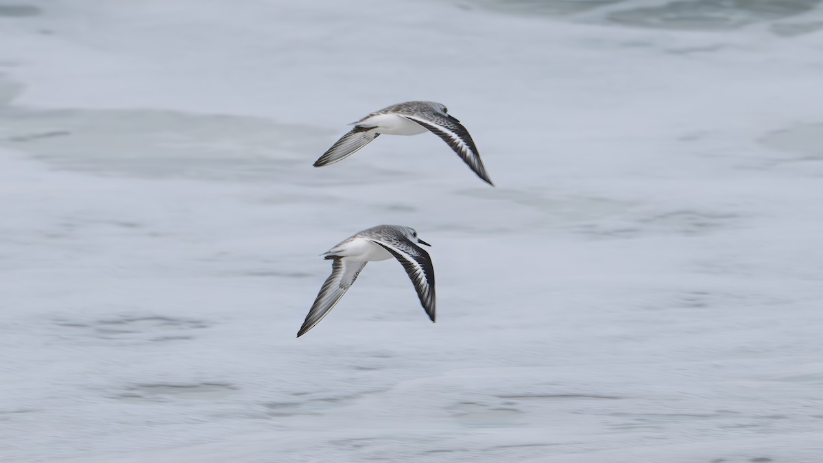 Песчанка - ML645459495