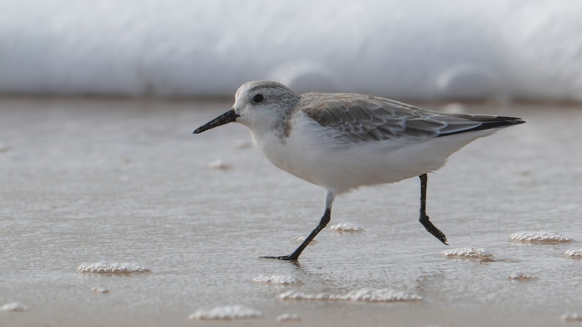 Песчанка - ML645459496