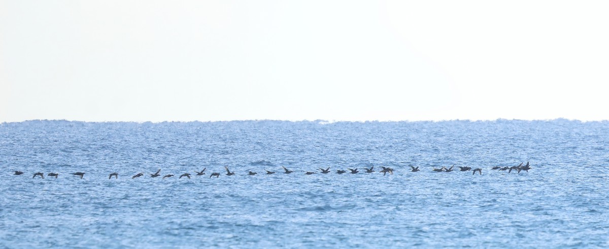 turpan žlutozobý - ML645459500