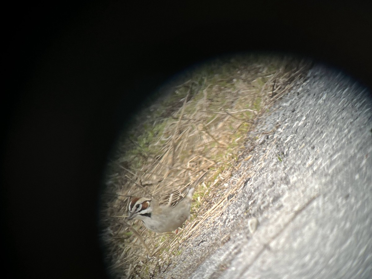 Lark Sparrow - ML645459509