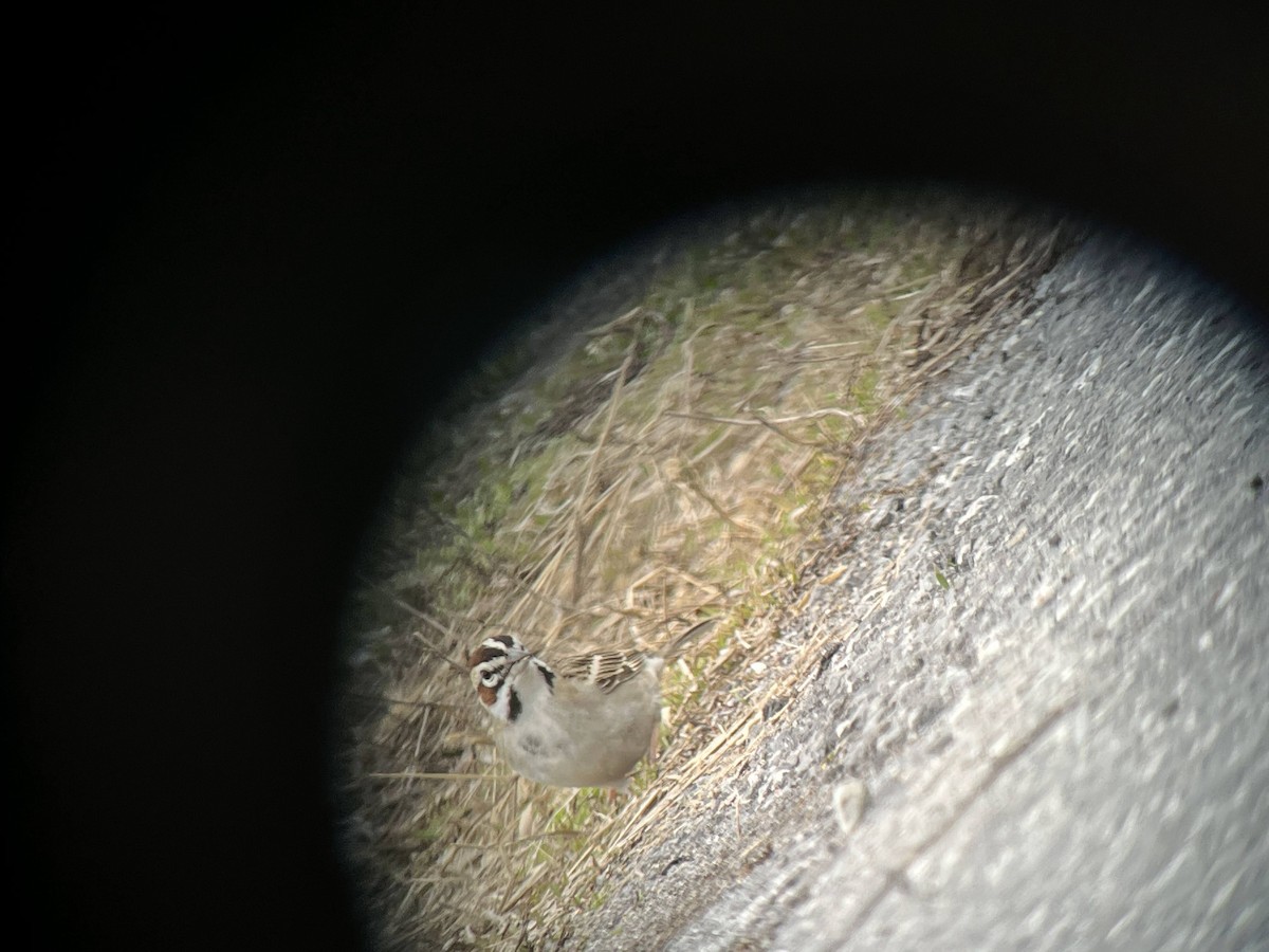 Lark Sparrow - ML645459510