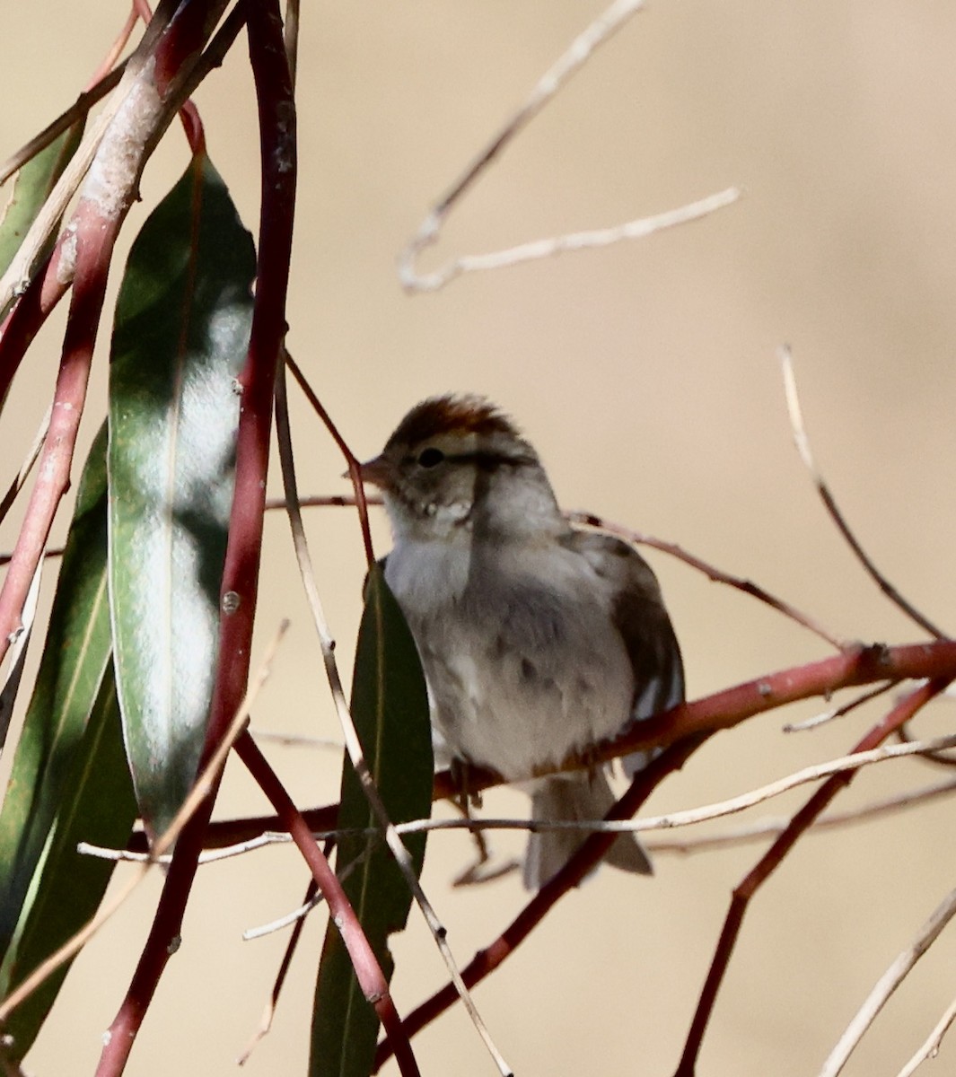 Chipping Sparrow - ML645459522