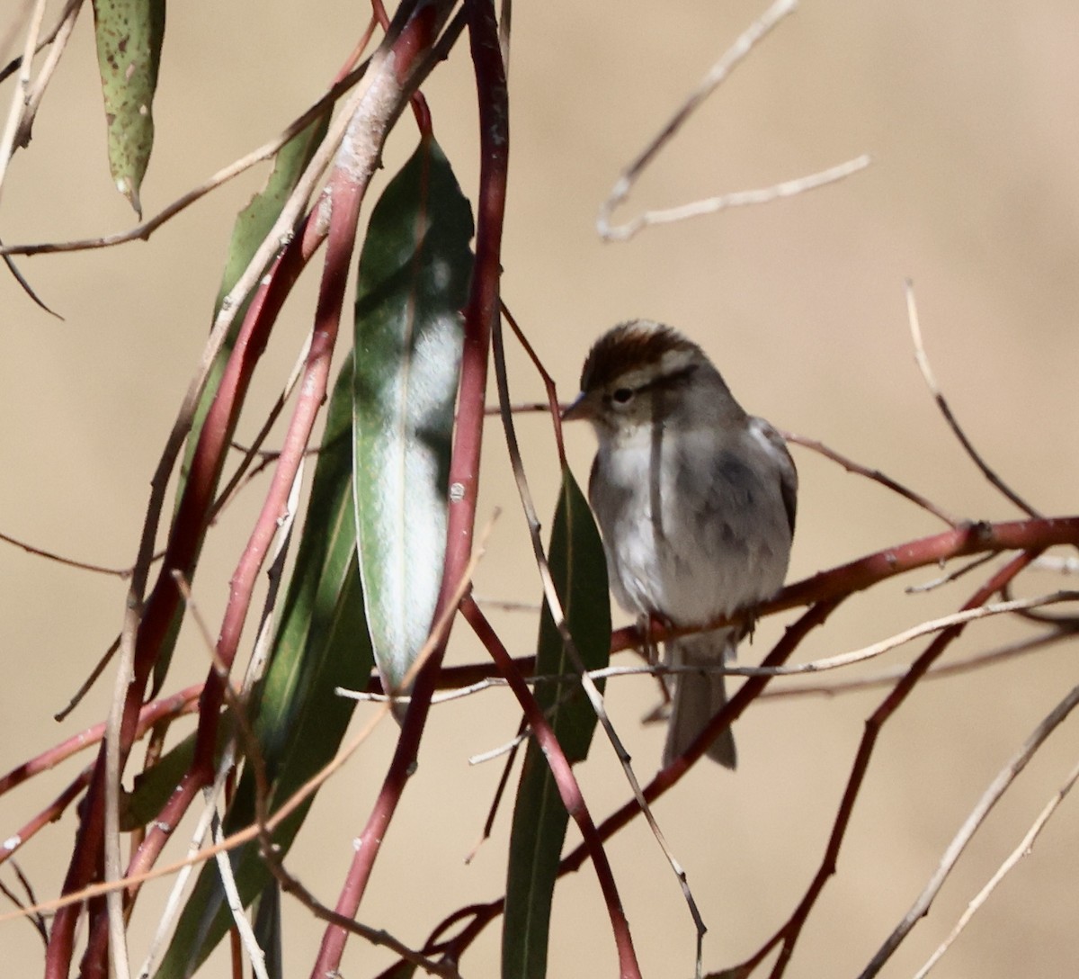 Chipping Sparrow - ML645459523
