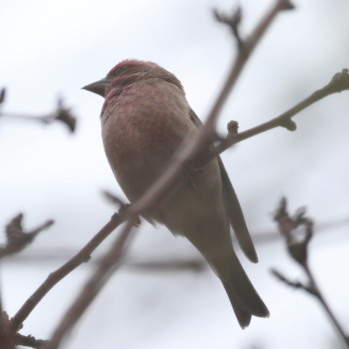 Cassin's Finch - ML645459531