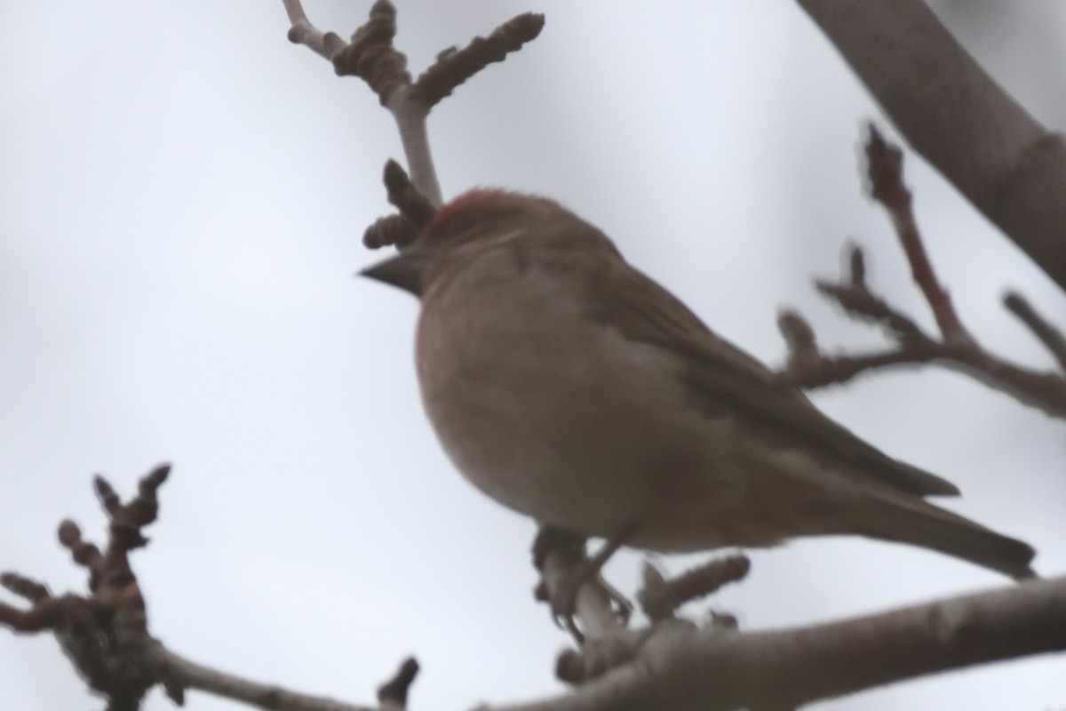 Cassin's Finch - ML645459532