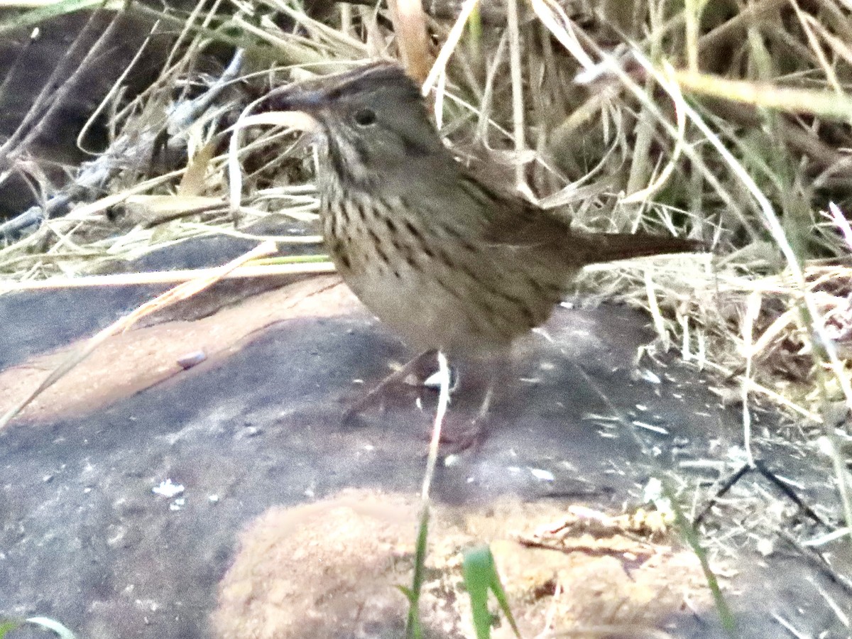 Lincoln's Sparrow - ML645459534