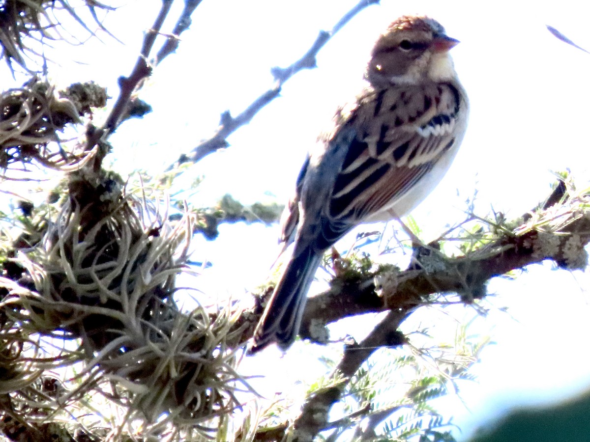 Chipping Sparrow - ML645459546