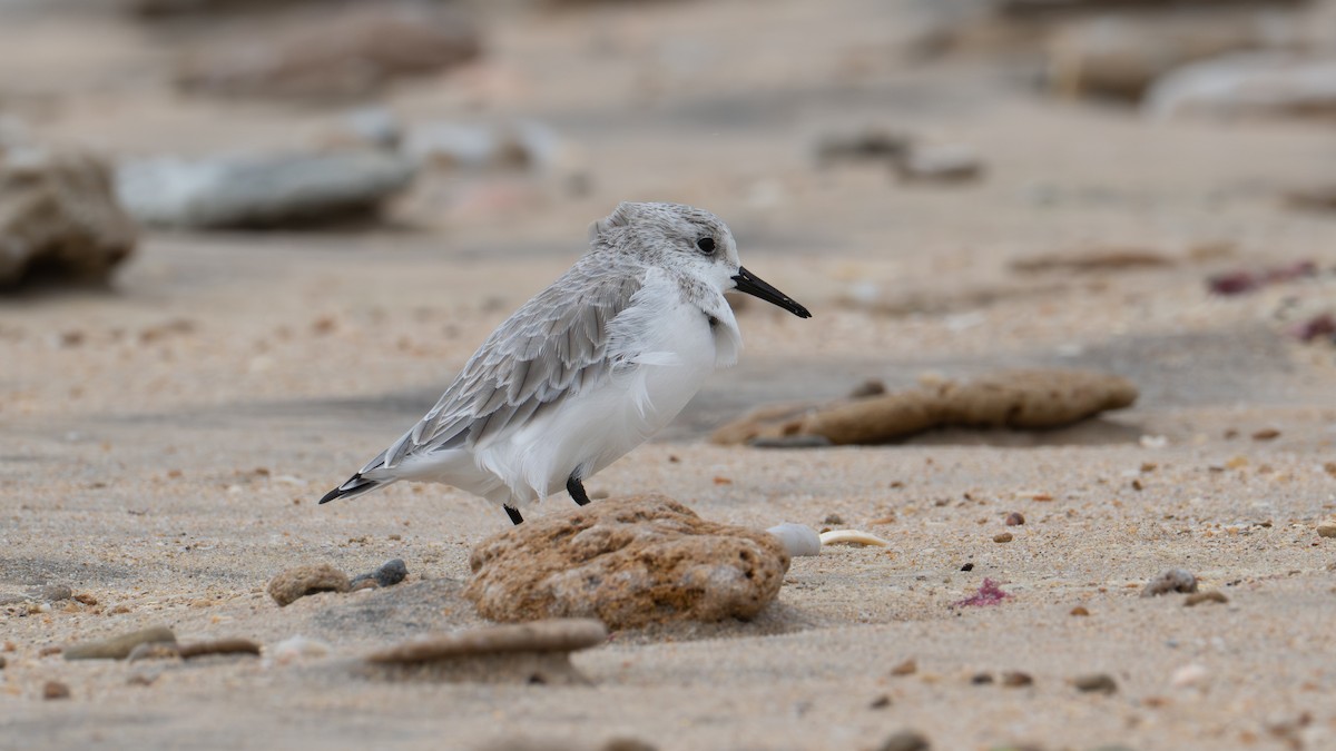 Песчанка - ML645459550