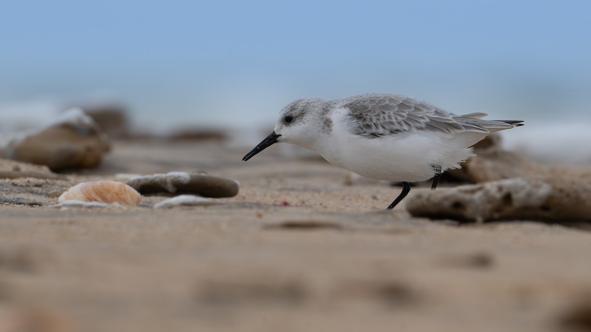 Песчанка - ML645459551