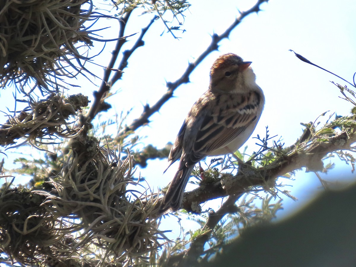 Chipping Sparrow - ML645459553