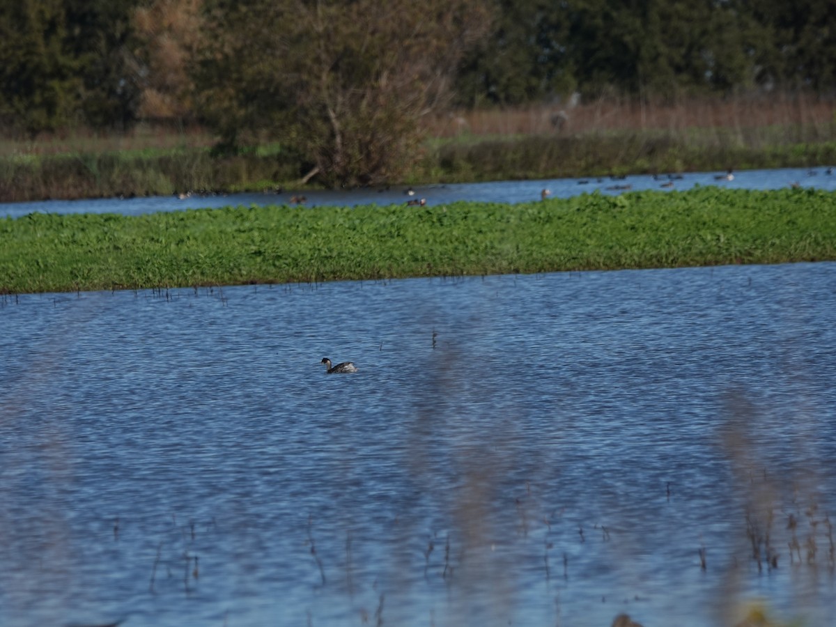 Grèbe à cou noir - ML645459557