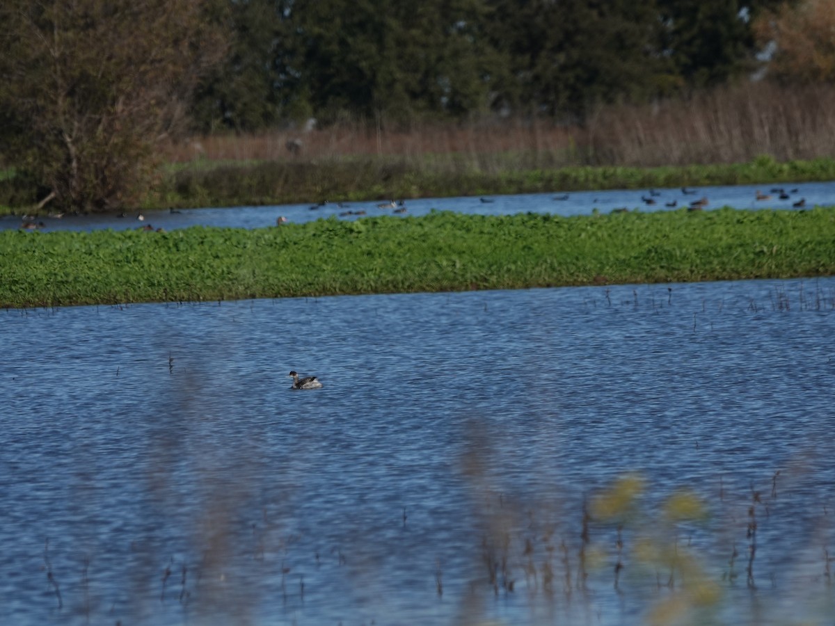 Grèbe à cou noir - ML645459559