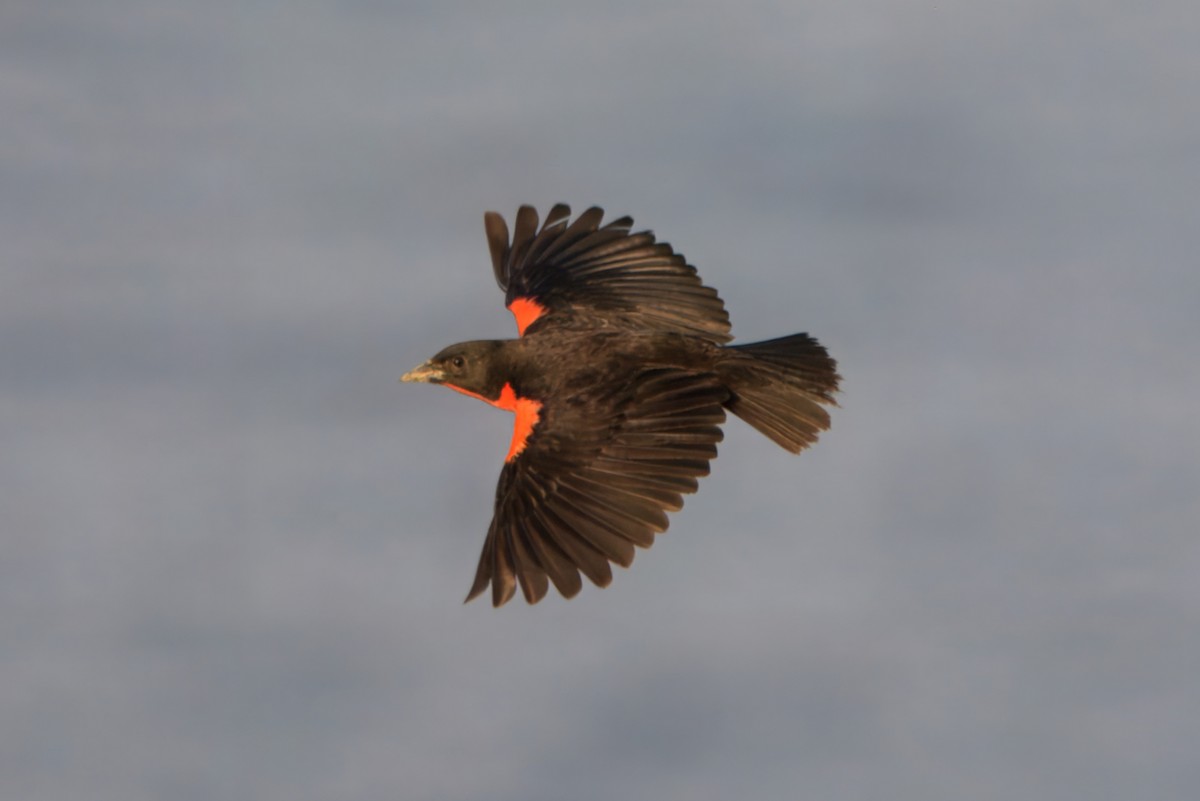 Sturnelle militaire - ML645459570