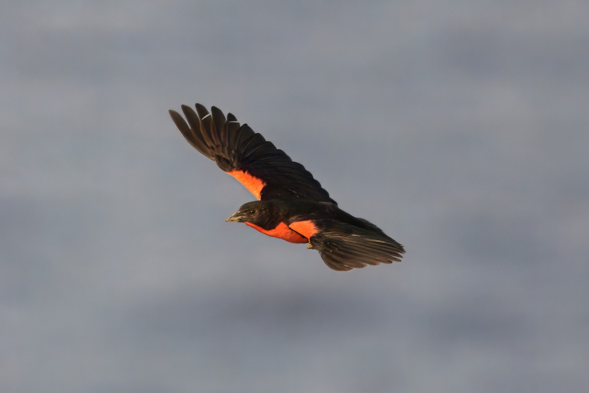 Sturnelle militaire - ML645459576