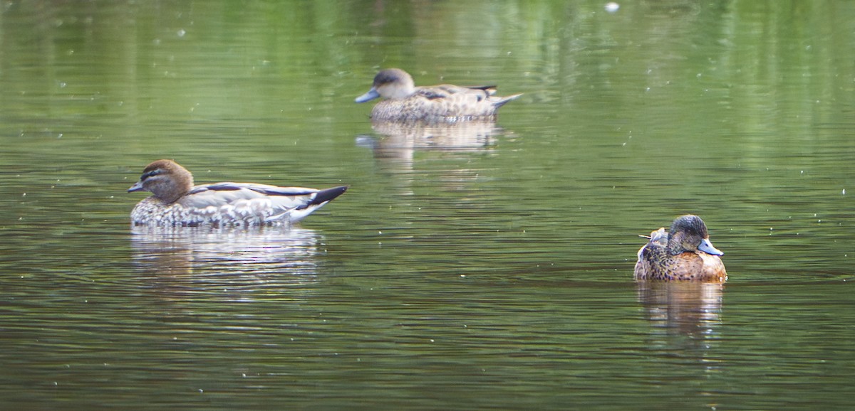 Kastanienente - ML645459610