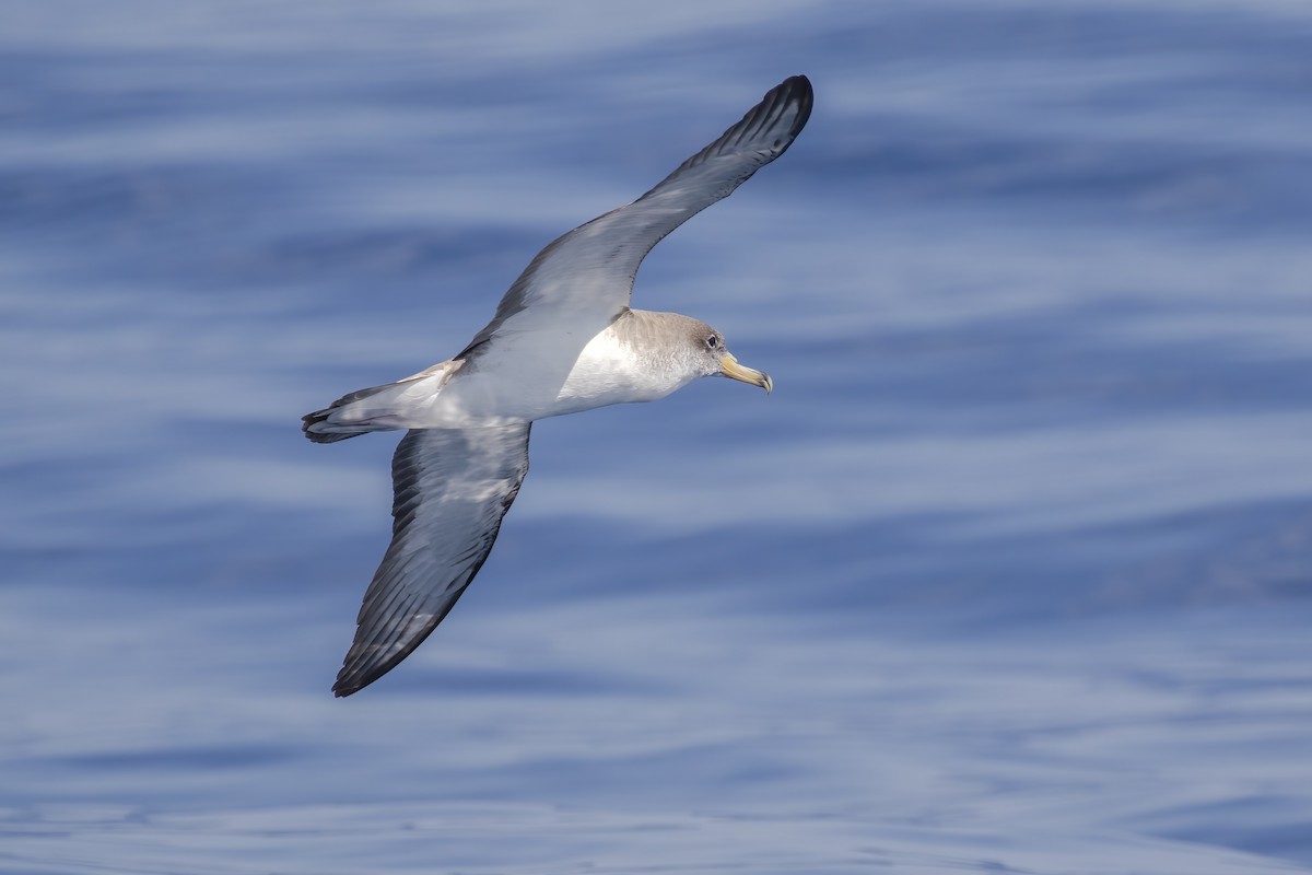Scopoli's Shearwater - ML645459612