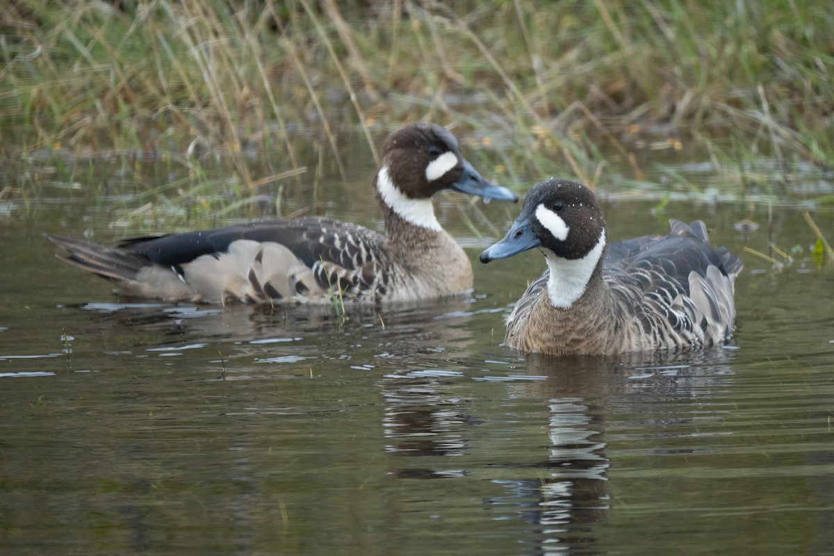 Spectacled Duck - ML645459626