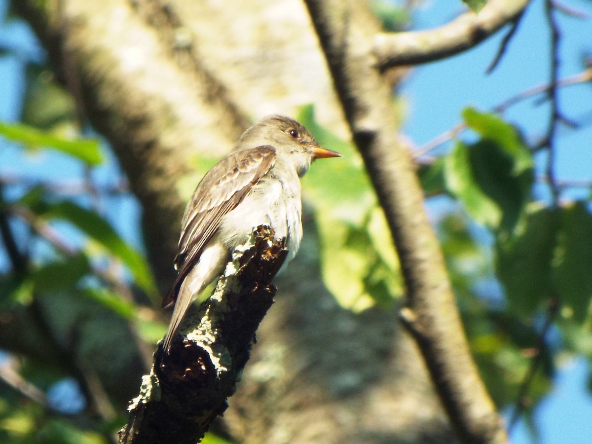 Eastern Wood-Pewee - ML645459627