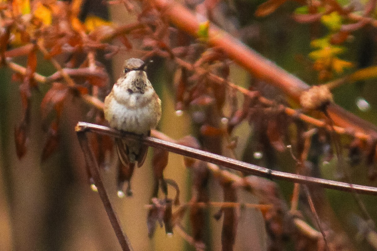 Colibrí Gorjinegro - ML645459629