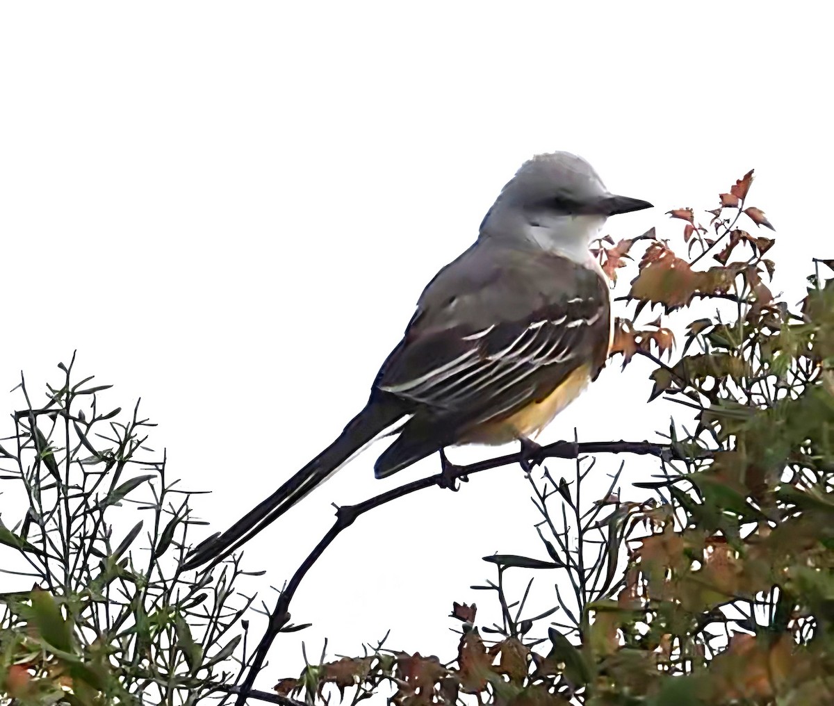 Scissor-tailed Flycatcher - ML645459637