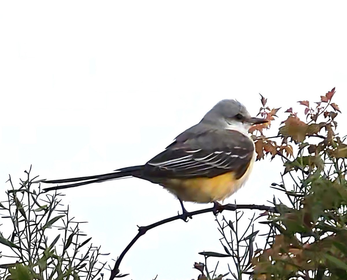 Scissor-tailed Flycatcher - ML645459638