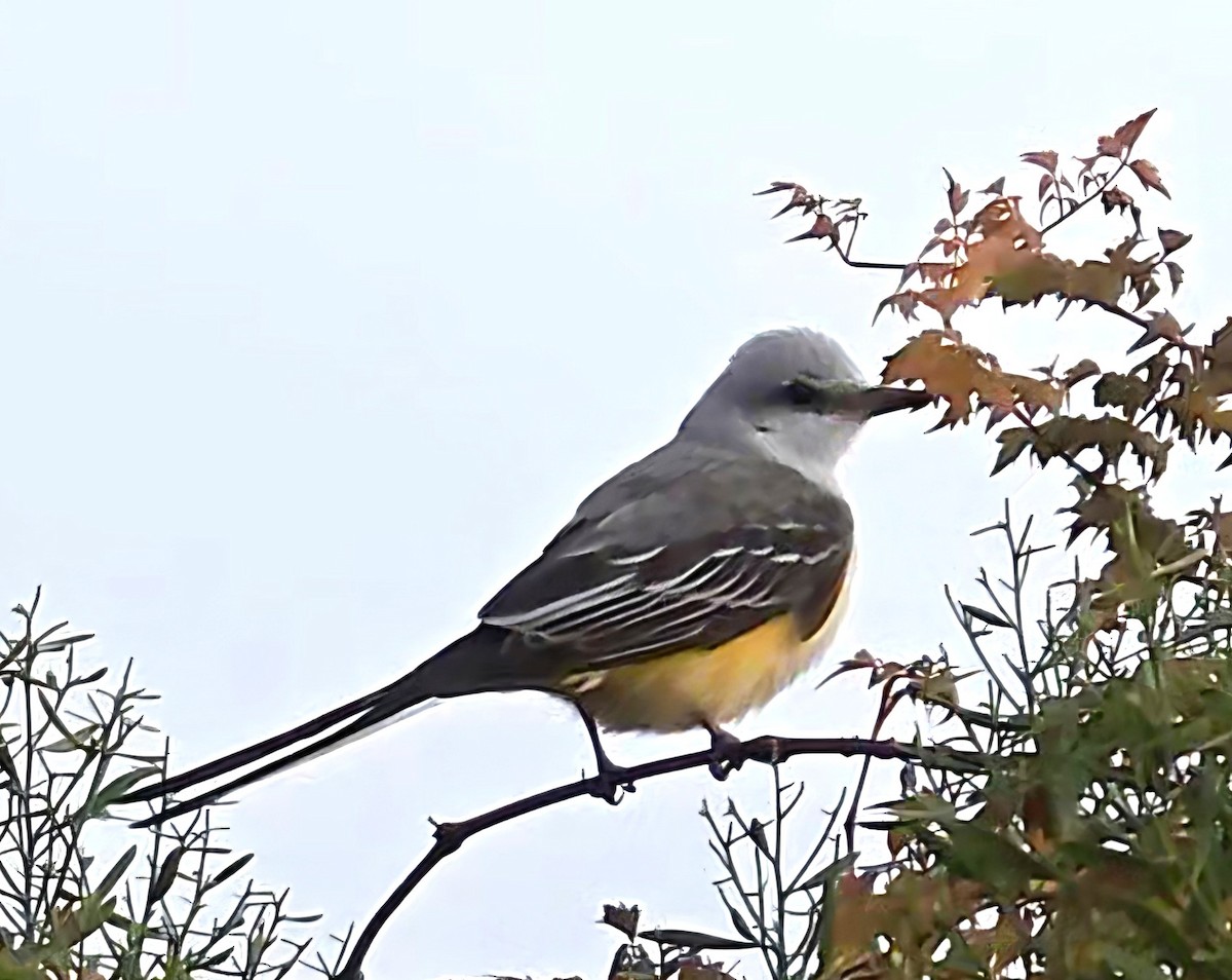 Scissor-tailed Flycatcher - ML645459640