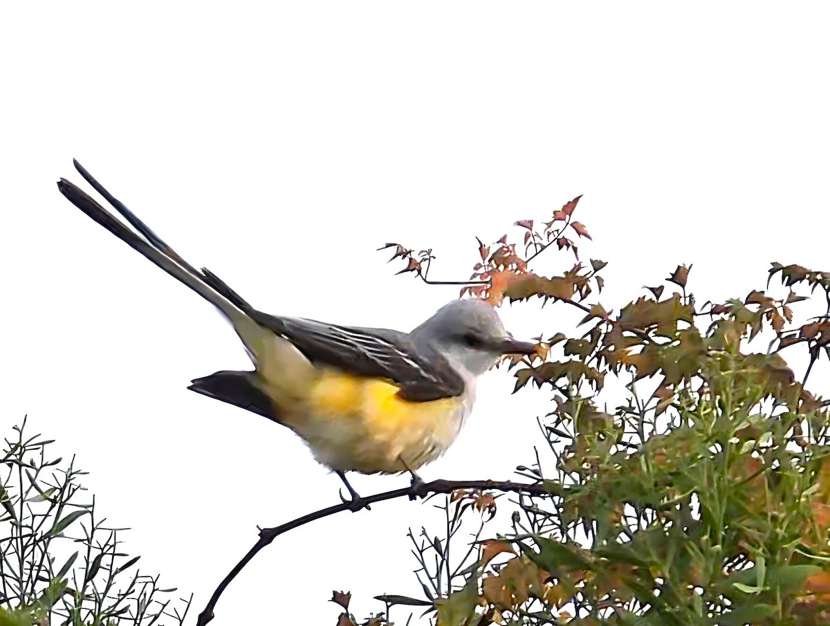 Scissor-tailed Flycatcher - ML645459643