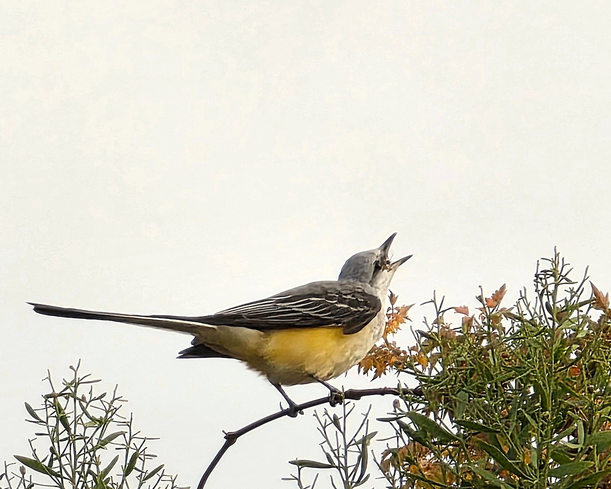 Scissor-tailed Flycatcher - ML645459644