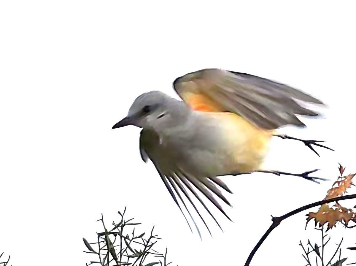 Scissor-tailed Flycatcher - ML645459645