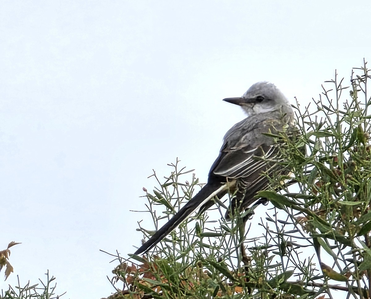 Scissor-tailed Flycatcher - ML645459647