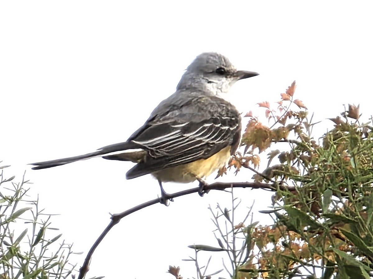 Scissor-tailed Flycatcher - ML645459649