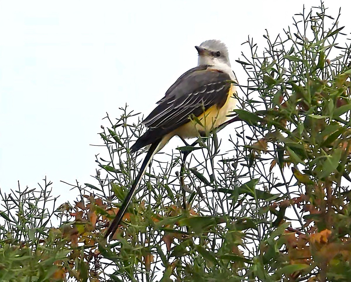 Scissor-tailed Flycatcher - ML645459650