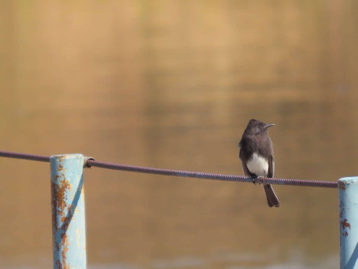 Black Phoebe - ML645459681