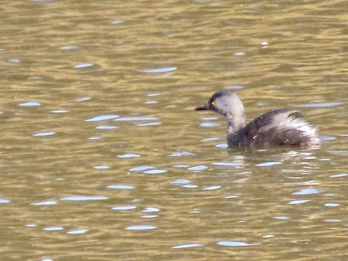 Zampullín Macacito - ML645459692