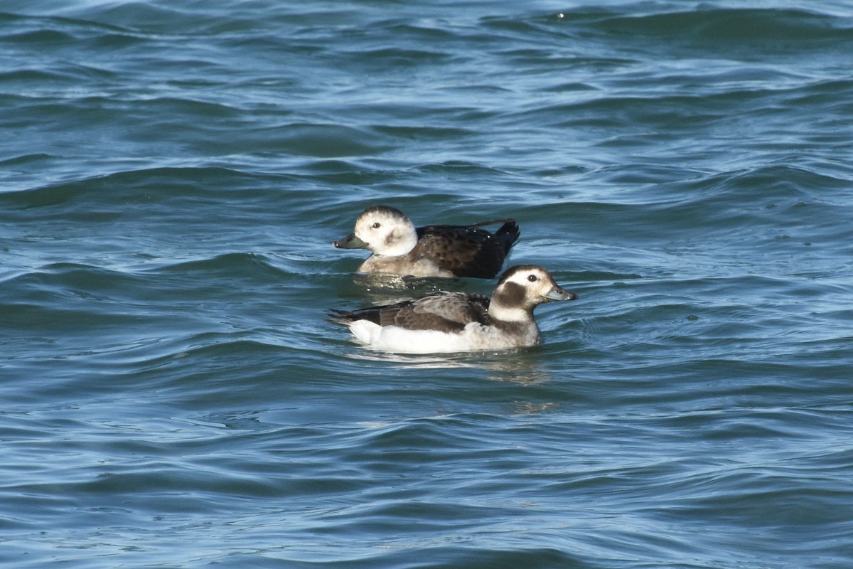 Pato Havelda - ML645459701