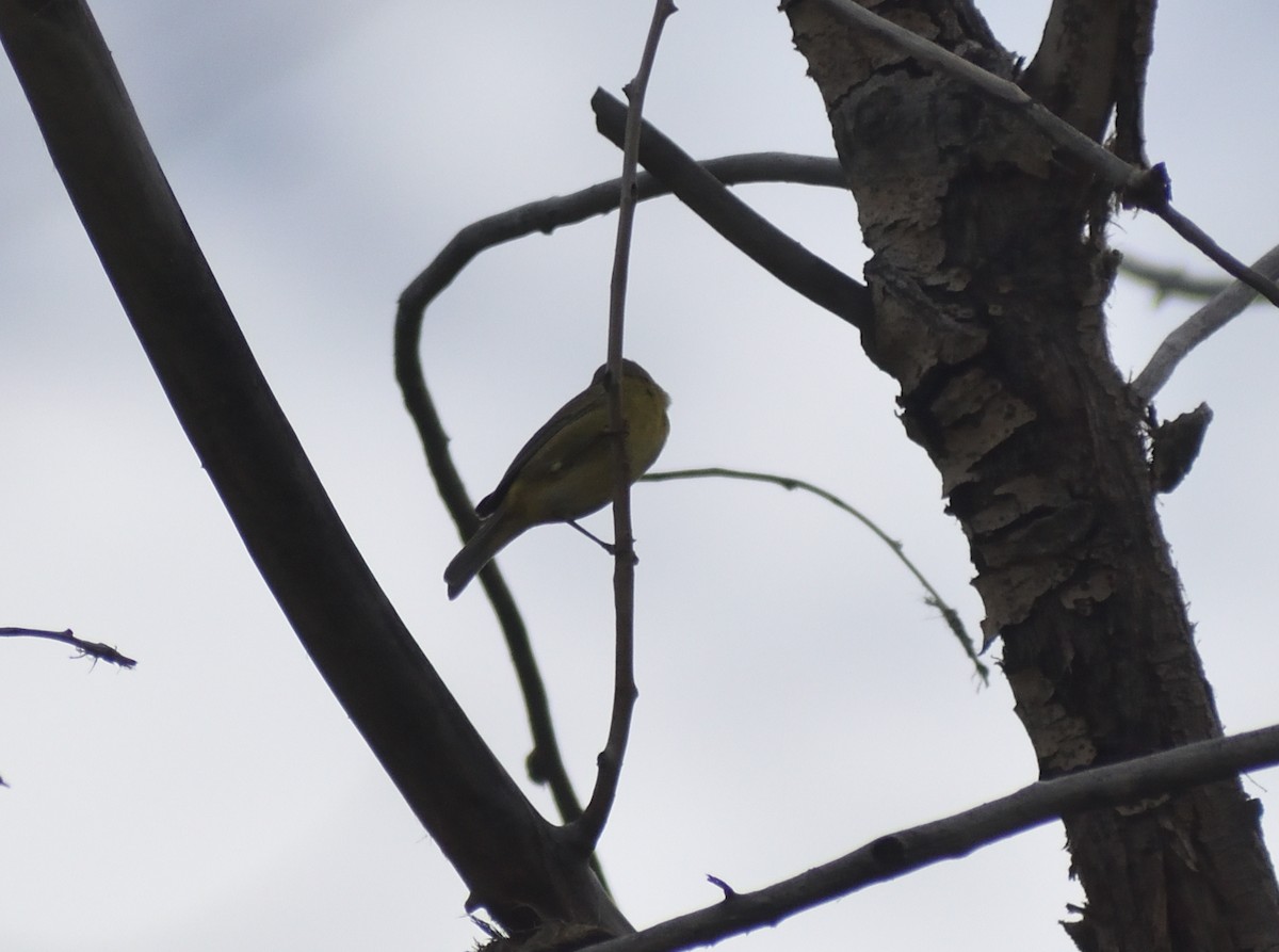 Jilguero Menor - ML645459702