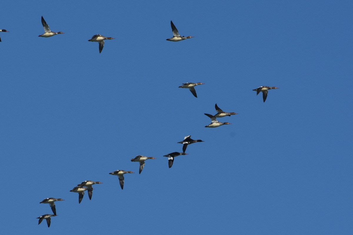 Serreta Mediana - ML645459704