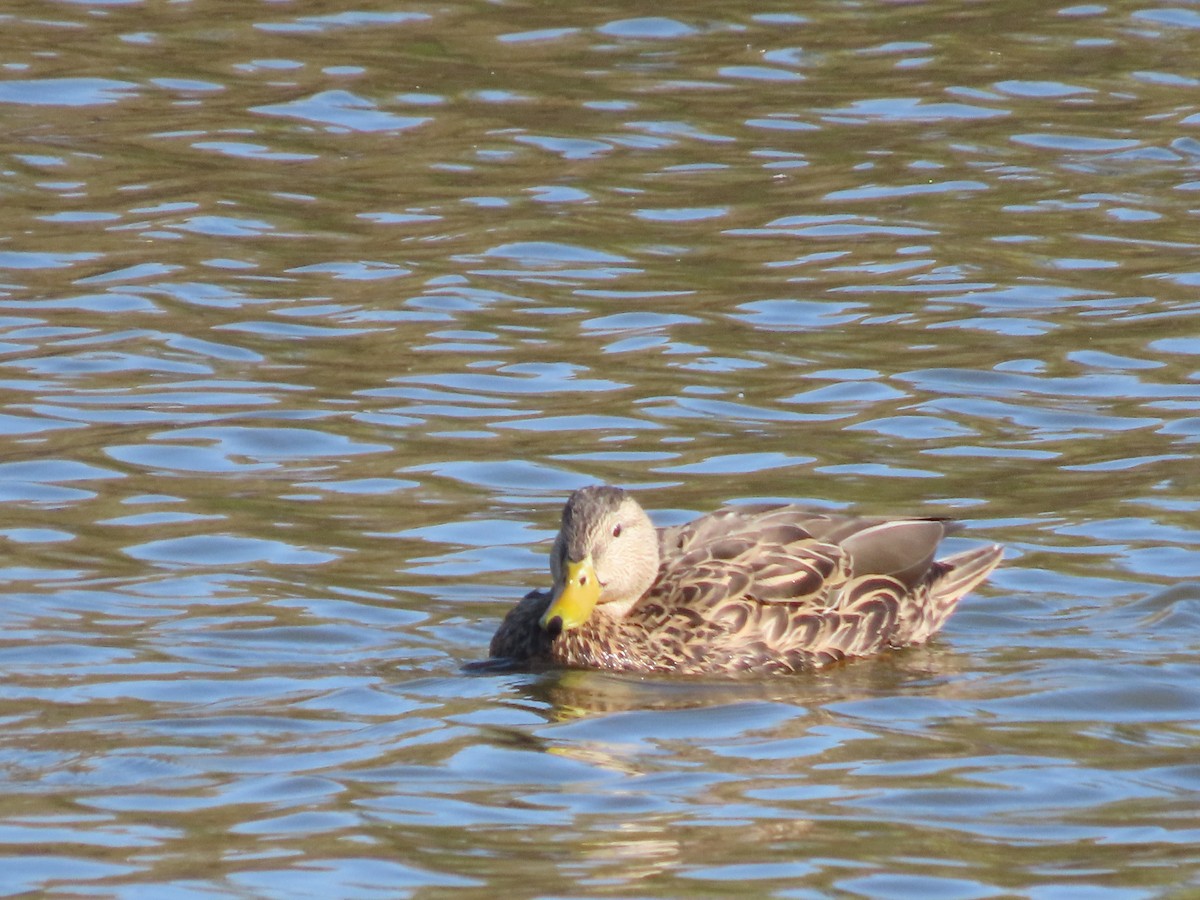 Ánade Mexicano - ML645459706