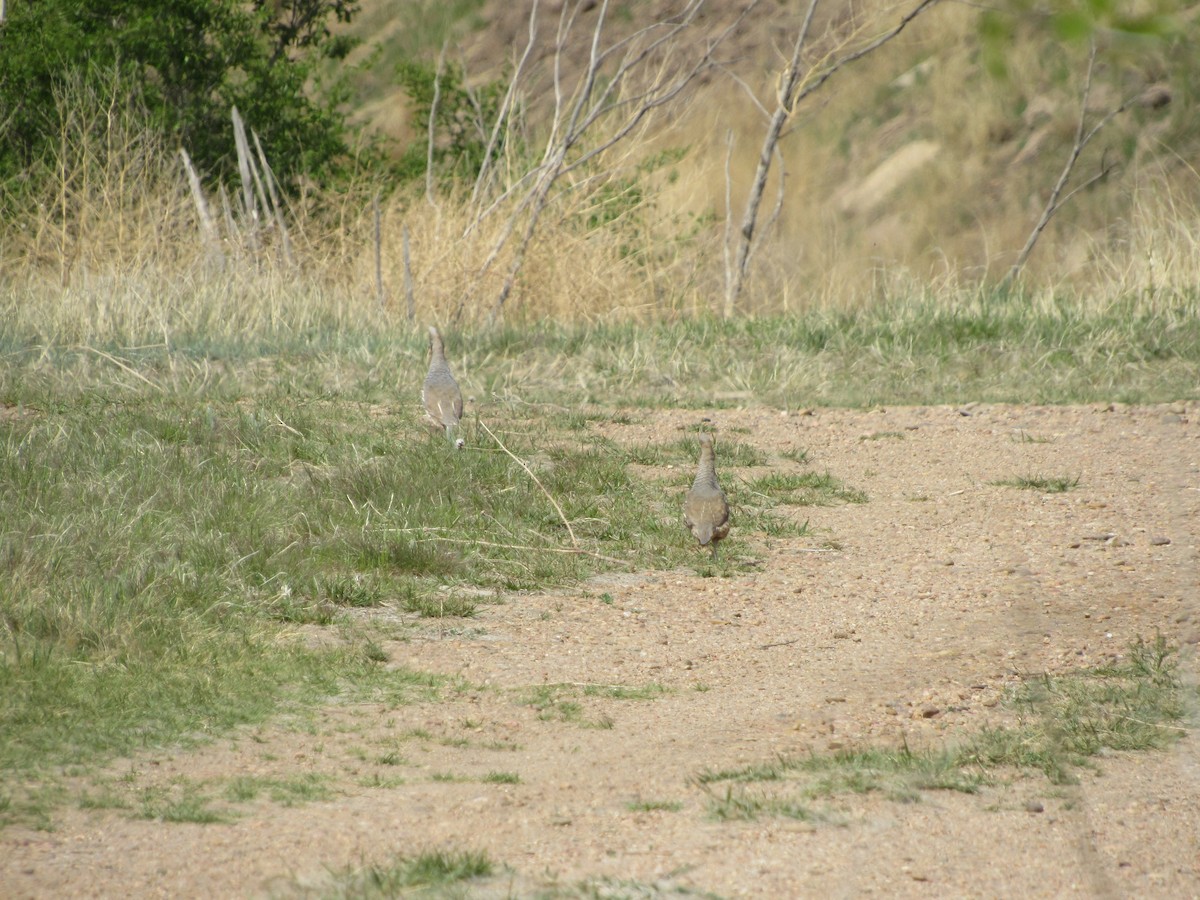 Colín Escamado - ML645459707