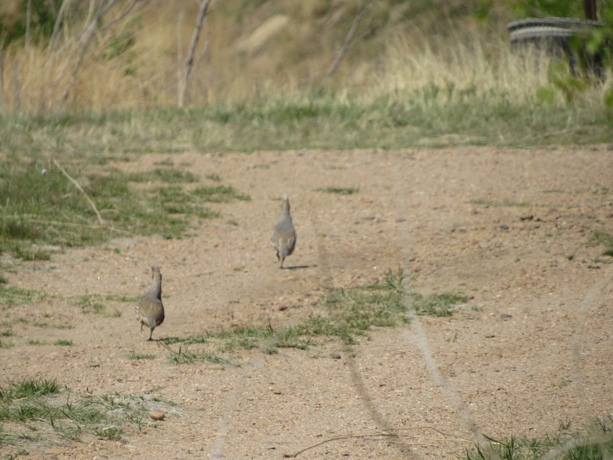 Colín Escamado - ML645459708