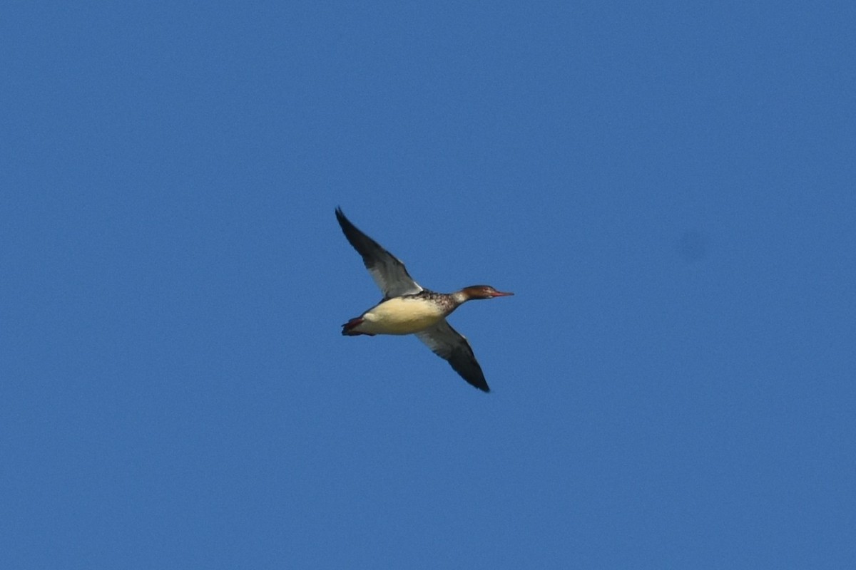 Serreta Mediana - ML645459710