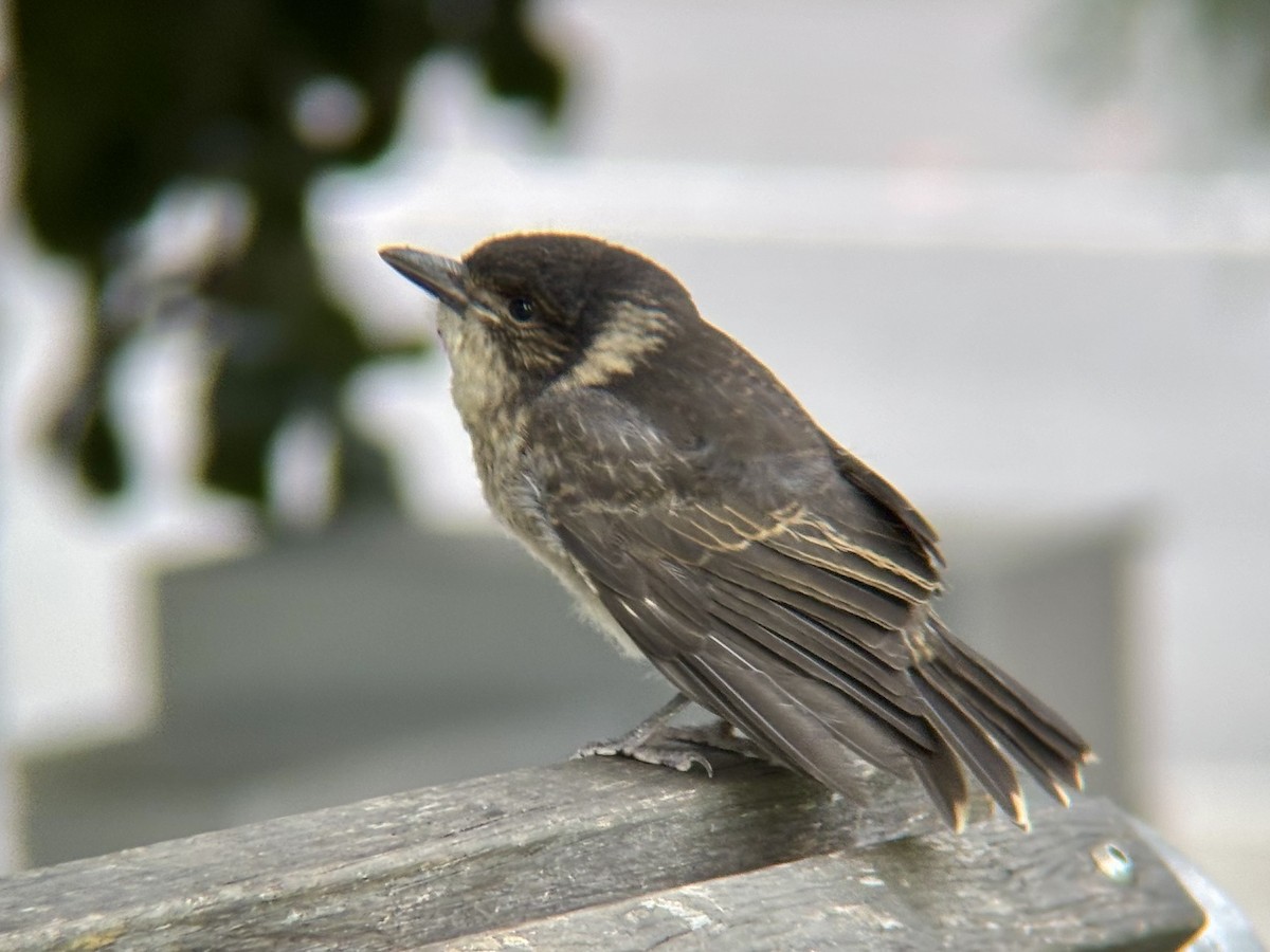 Verdugo Acollarado - ML645459711