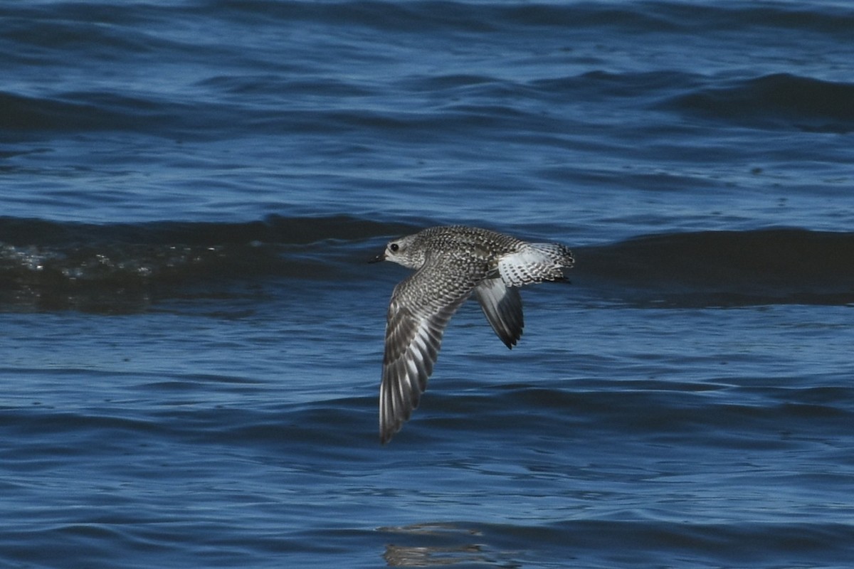 Chorlito Gris - ML645459712