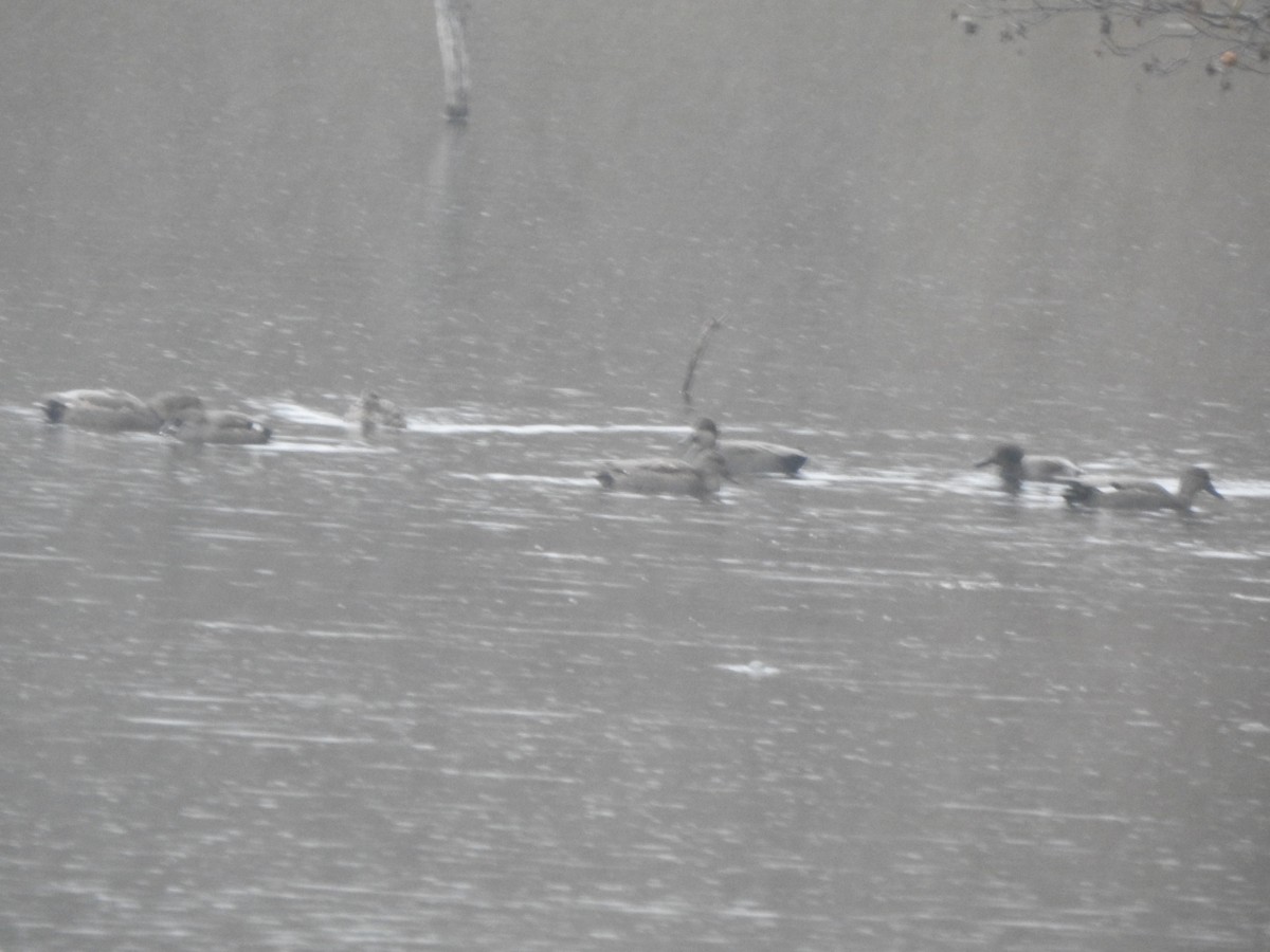 Ánade Friso - ML645459713