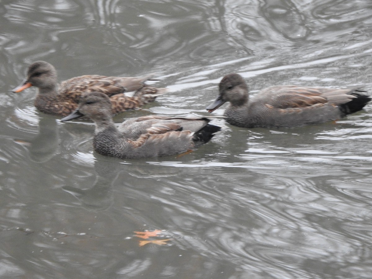 Ánade Friso - ML645459714