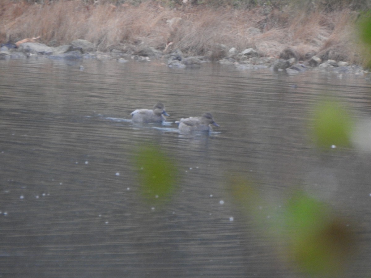 Ánade Friso - ML645459715