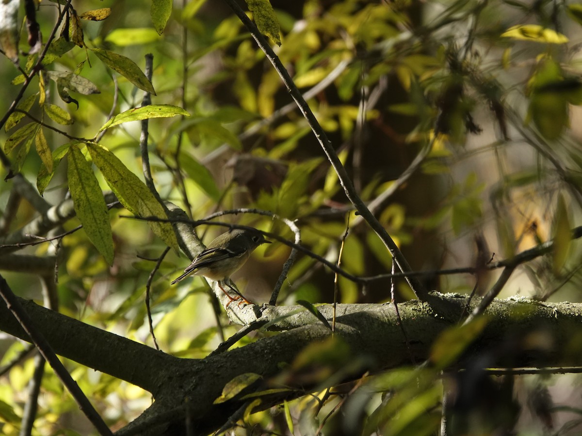 Reyezuelo Rubí - ML645459716