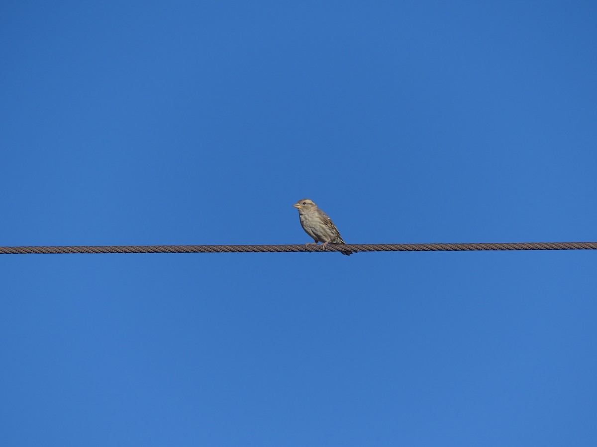 Gorrión Chillón - ML645459717