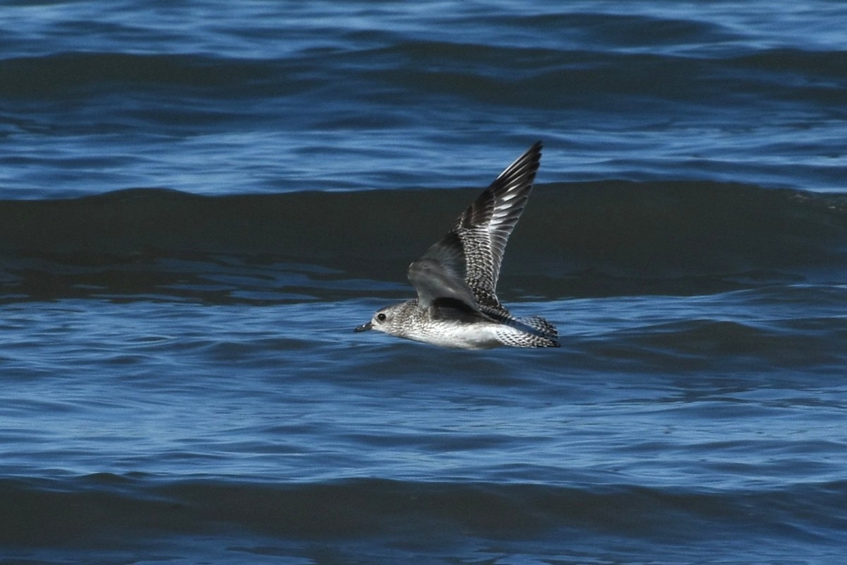 Chorlito Gris - ML645459718