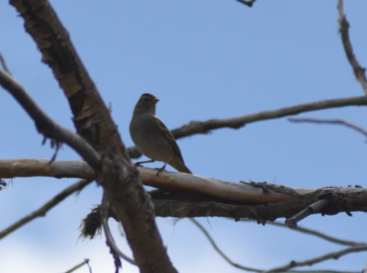 Chingolo Coroniblanco - ML645459719
